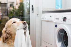 Golden Retriever dog doing laundry at home